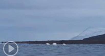 Промо-ролик «Три медведя»