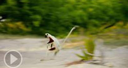 Промо-ролик 