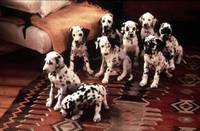 Кадр 101 далматинец