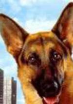 Джерри Ли фото