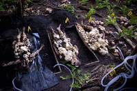 Кадр Ганнибал