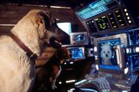 Кадр Кошки против собак