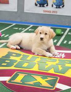 Puppy Bowl IX