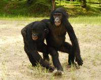 Кадр Бонобо