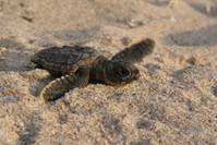 Кадр Большое путешествие вглубь океанов 3D: Возвращение