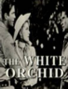 The White Orchid