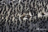 Кадр Дом. История путешествия