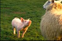 Кадр Бэйб: Четвероногий малыш