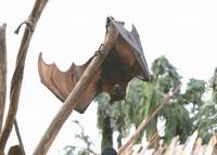 Кадр Волкодав