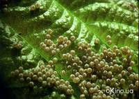 Кадр Букашки! 3D