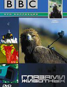 BBC: Глазами животных