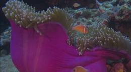 Кадр из фильма "Грёзы Кораллового моря: Пробуждение (видео)" - 1