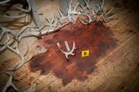 Кадр Ганнибал