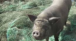 Кадр из фильма "Перелетные свиньи" - 1