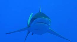Кадр из фильма "Акулы 3D" - 2