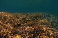 Кадр Грёзы Кораллового моря: Пробуждение (видео)
