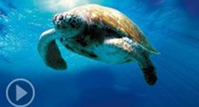 Трейлер (русский дублированный) 