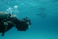 Кадр Большое путешествие вглубь океанов 3D