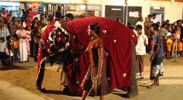 Кадр из фильма "Chandani: The Daughter of the Elephant Whisperer" - 2