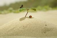 Кадр Букашки 2. Карибские приключения!  