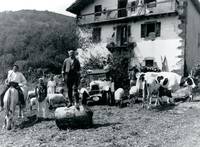 Кадр Коровы