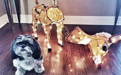 Звезды в соцсетях: поцелуи с Кунис, Санта и Голливуд о Майдане