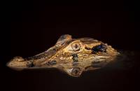 Кадр Амазония: Инструкция по выживанию 3D