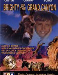 Ослик Брайти из Большого Каньона