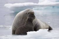 Кадр Океаны