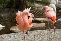 Кадр Мы купили зоопарк