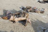 Кадр Ганнибал