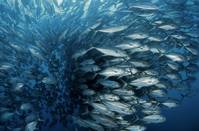 Кадр Океаны