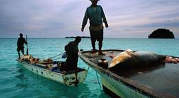 Кадр из фильма "Акулы" - 2