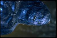 Кадр Властелин колец: Братство кольца