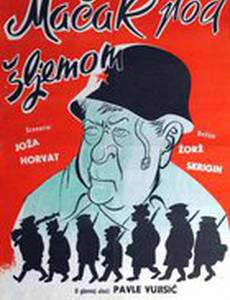 Кот под шлемом