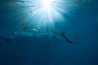 Кадр История дельфина 2