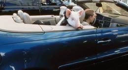 Кадр из фильма "Мой братец Бейб" - 2