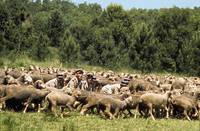 Кадр Жандарм на отдыхе