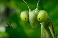 Кадр Букашки 2. Карибские приключения!  