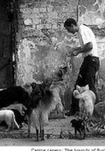 Михай Калотэ фото