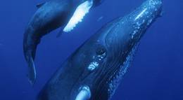Кадр из фильма "Дельфины и киты 3D" - 1