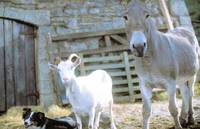 Кадр Скотный двор