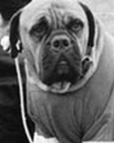 Баткас Сталлоне фото