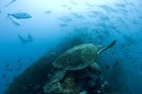 Кадр Океаны