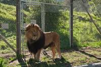 Кадр Мы купили зоопарк