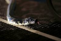 Кадр Змеиный полет