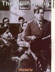 Морская свинка