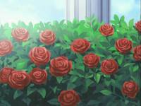 Кадр Семь обличий Надэсико Ямато