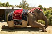 Кадр Слон и принцесса