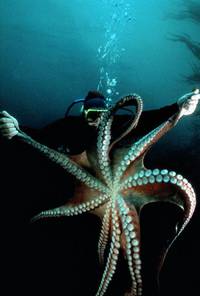 Кадр Атлантис